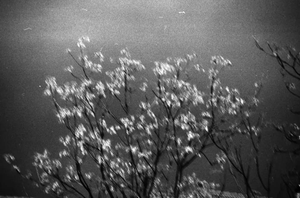 Between dreams 11